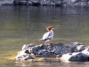Duck on a rock