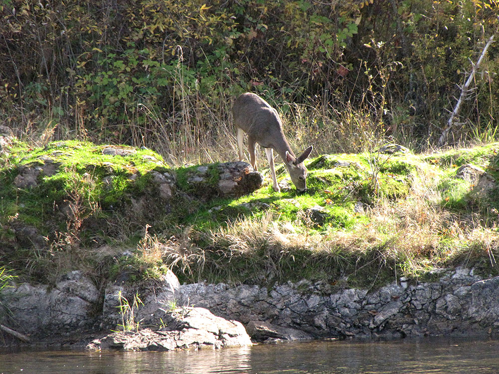 Rogue River wildlife deer